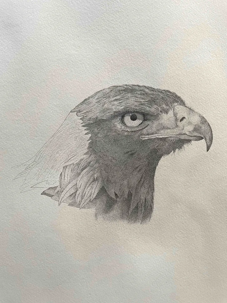 A stage of the Golden Eagle stippling in progress