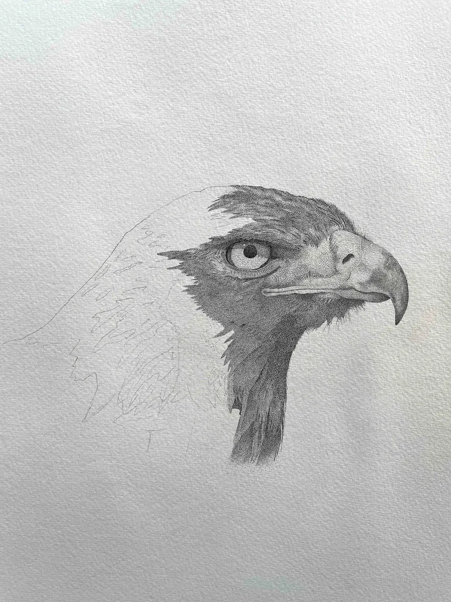 A stage of the Golden Eagle stippling in progress