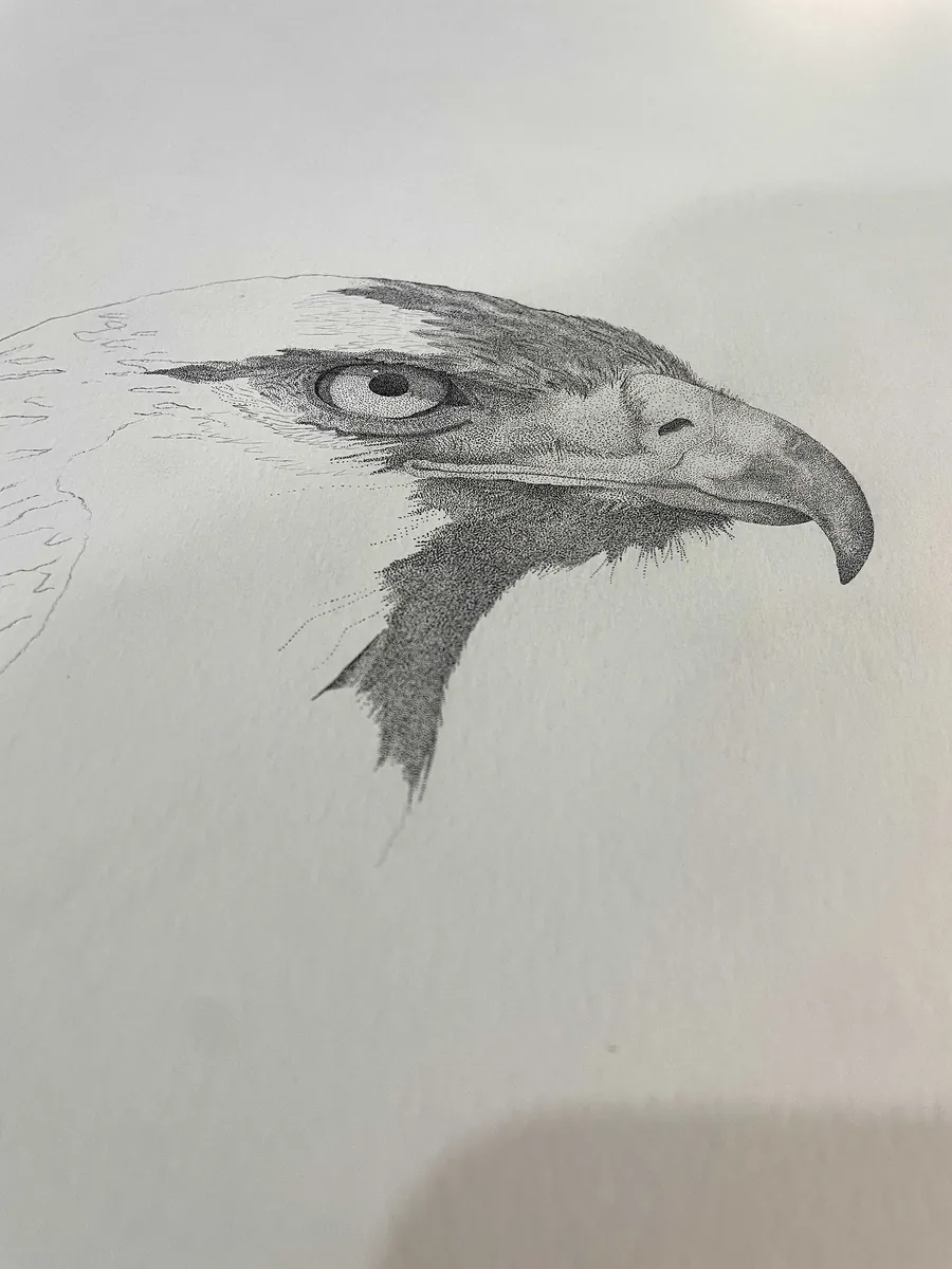 An early stage of the Golden Eagle stippling, mostly bare paper with the eye and beak begun