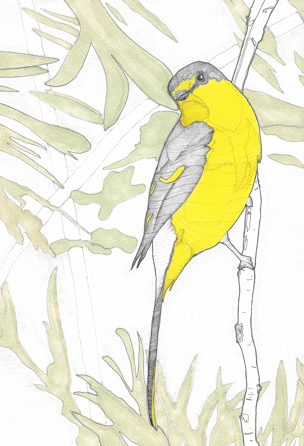 A yellow and grey parakeet perched among leaves, in ink and watercolour.