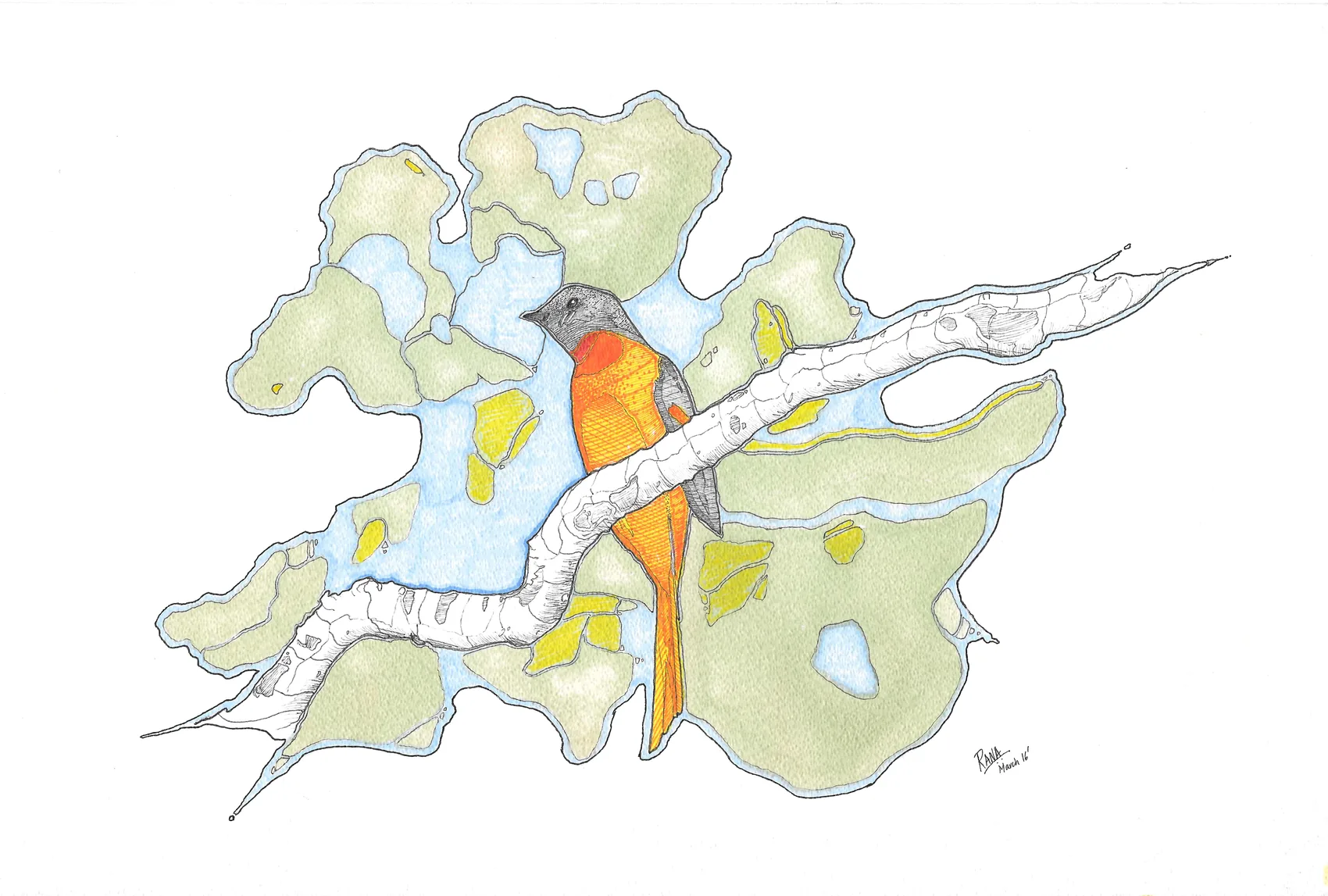 A scarlet minivet&nbsp;&mdash; an orange and grey bird with a long tail&nbsp;&mdash; perched on a pale branch against soft green and blue lichen-like washes.