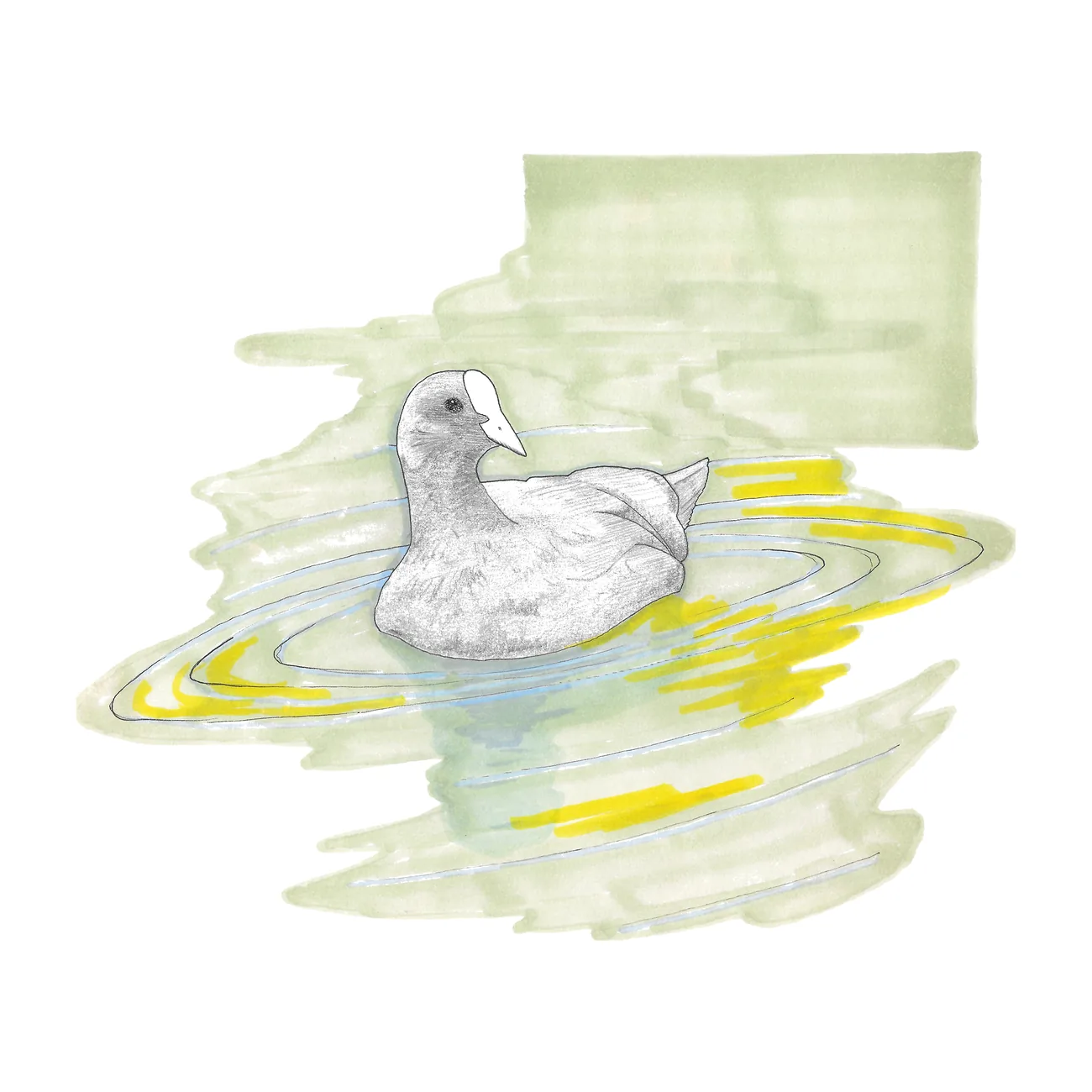 A coot with a white bill gliding on rippling green water.