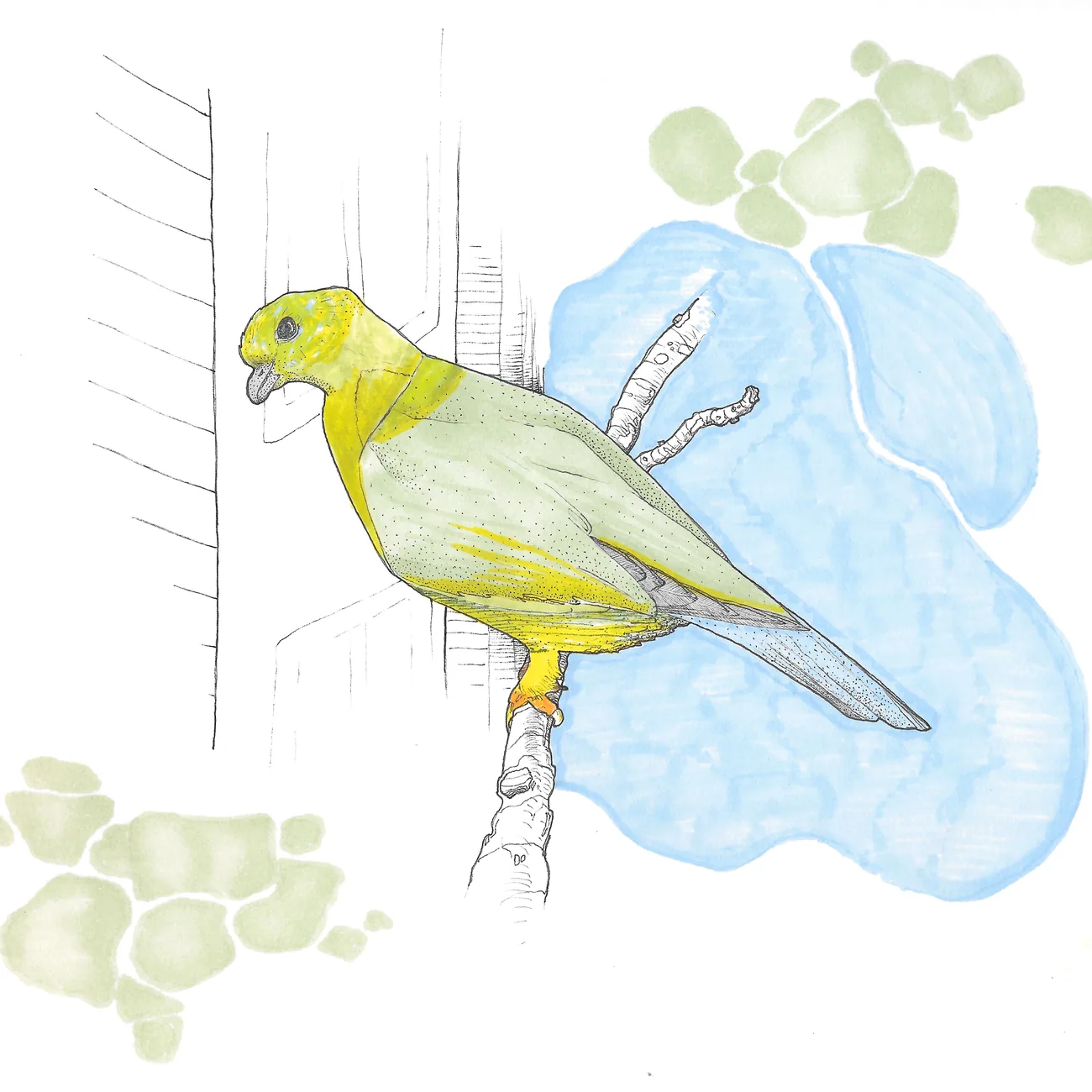 A yellow-footed green pigeon perched on a branch against soft blue and green washes.