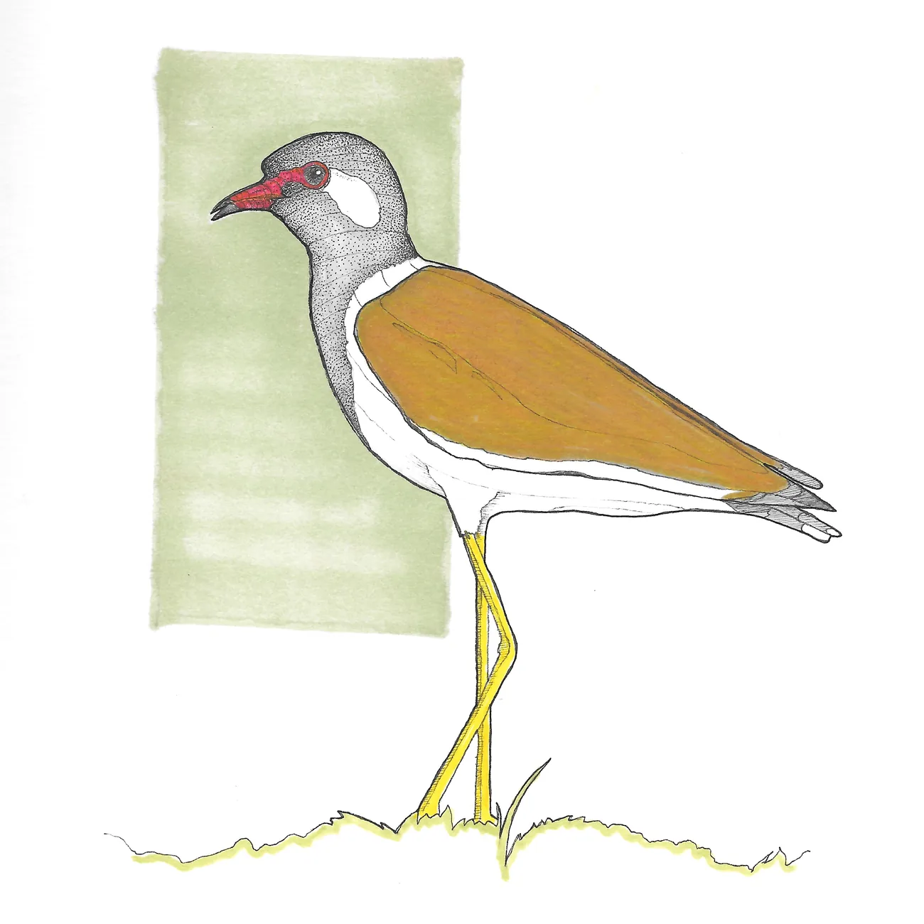 A red-wattled lapwing standing in grass&nbsp;&mdash; grey head, red bill, ochre wings and long yellow legs.