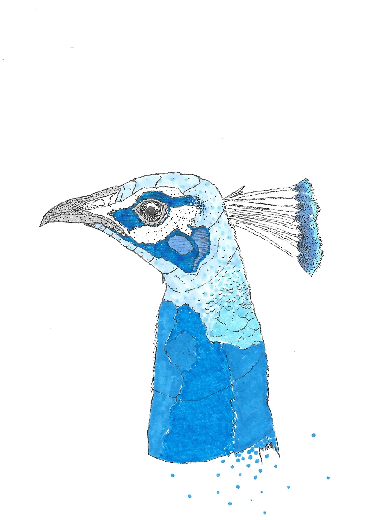 A peacock's head and neck in profile, rendered in blues with a fine crest.