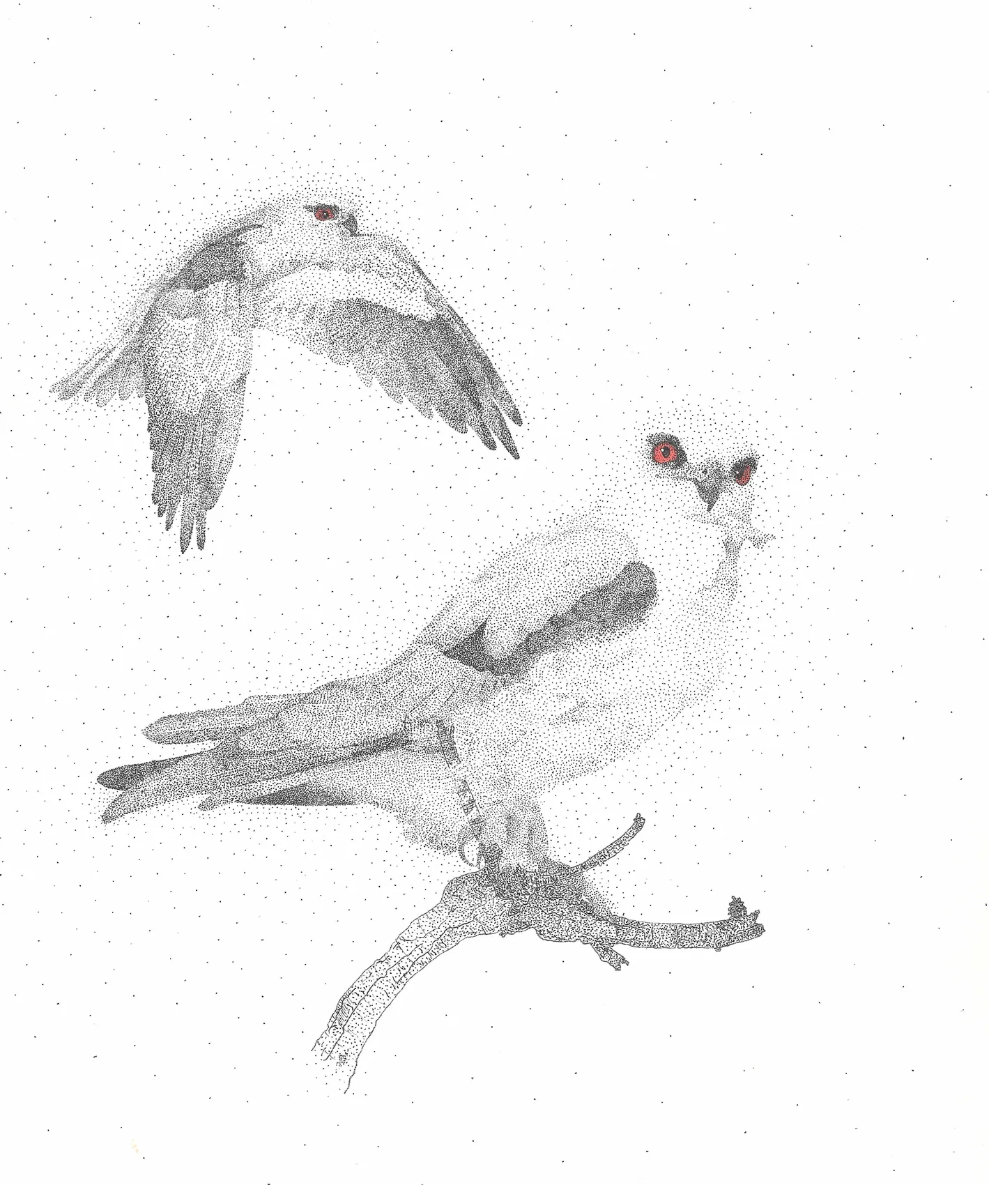 A perched kite with a red eye, wings raised, gripping a branch, in stippled ink.