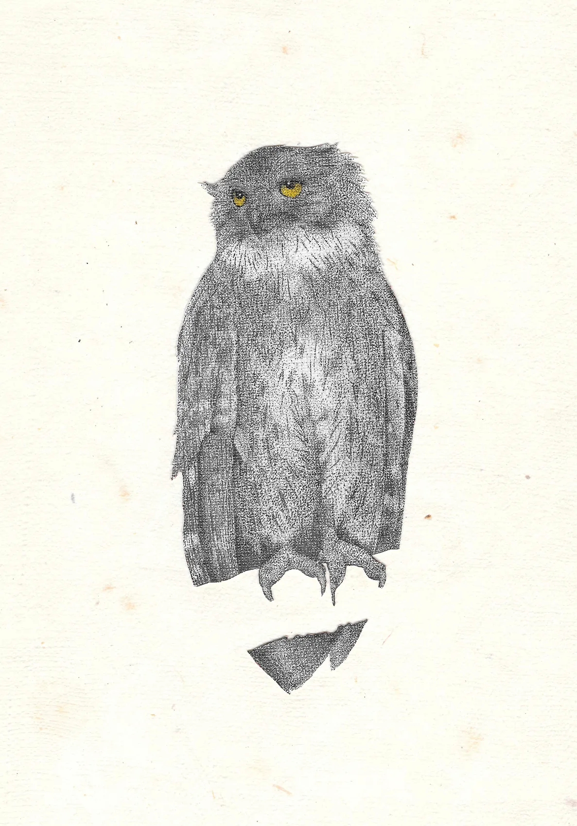 An owl standing upright with yellow eyes, in stippled ink.