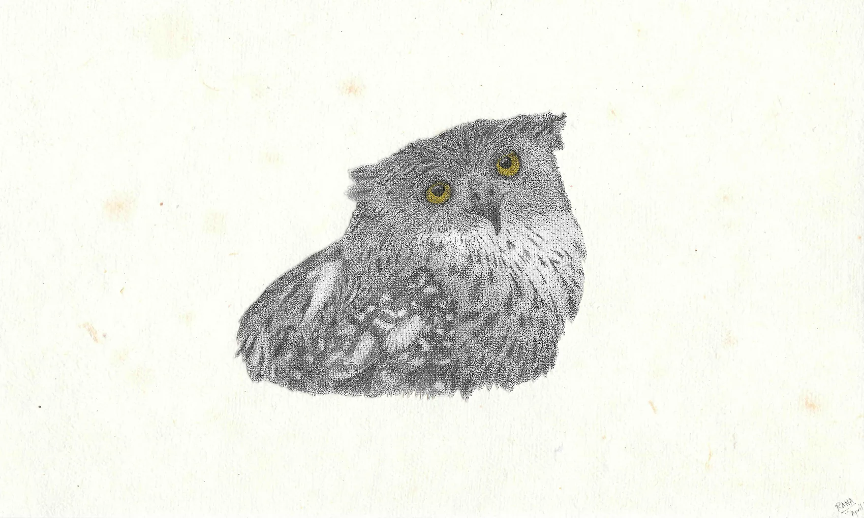 Close-up of an owl's head with ear tufts and yellow eyes, in stippled ink.