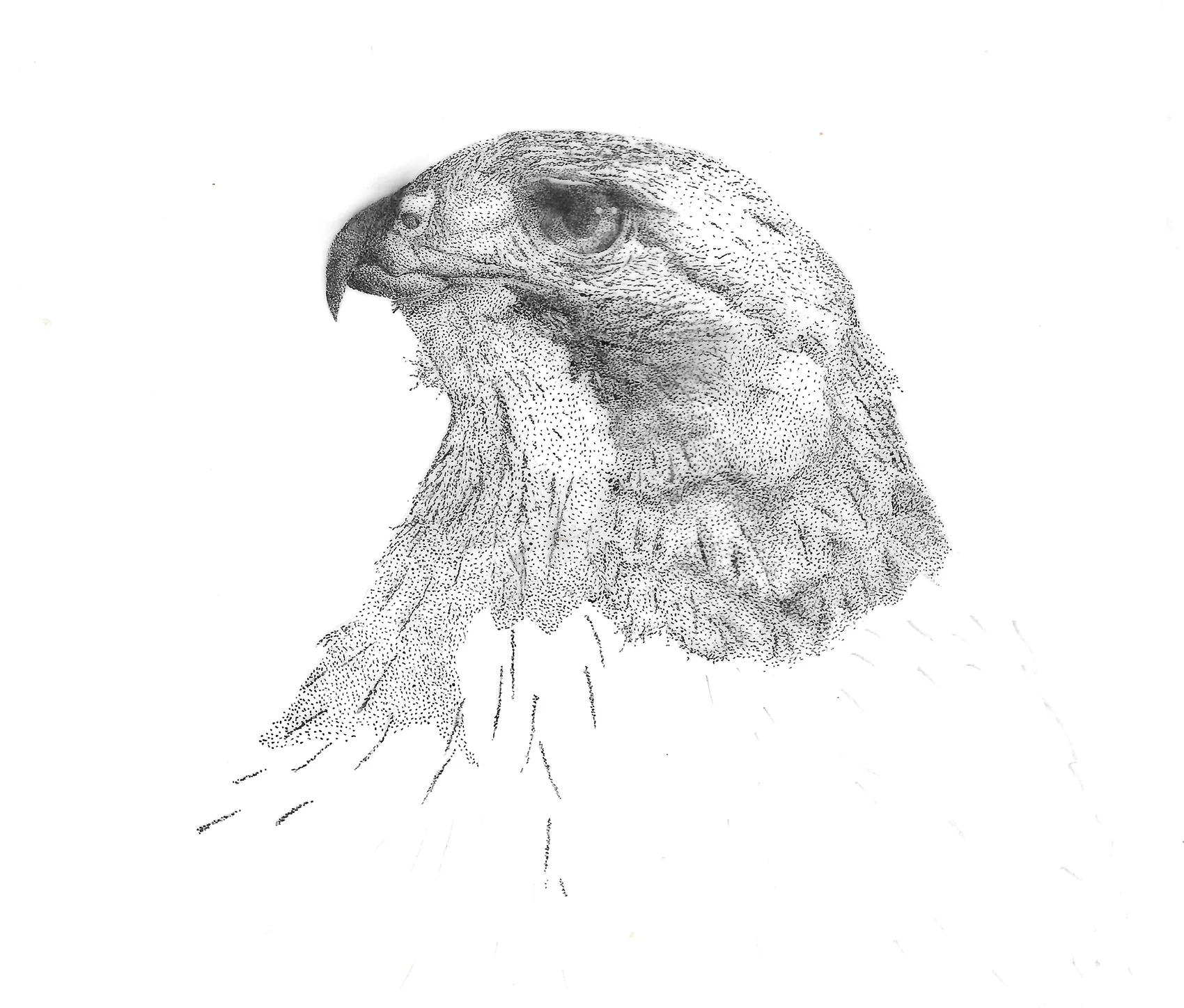 Profile of a raptor's head with a hooked beak, in stippled ink.