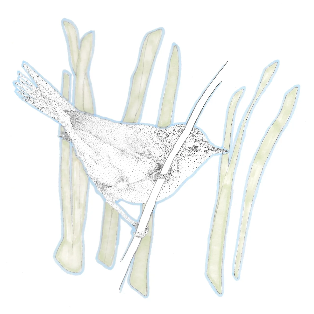 A small bird among reeds, outlined in pale blue with green markers.