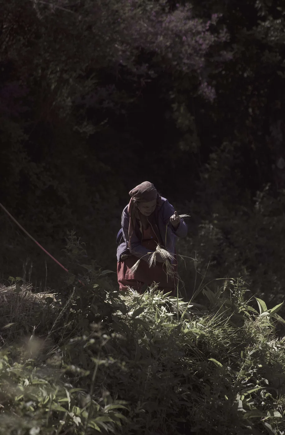 A woman in a headscarf bent over in a sunlit forest clearing, gathering stalks of barley, with green undergrowth lit before her.