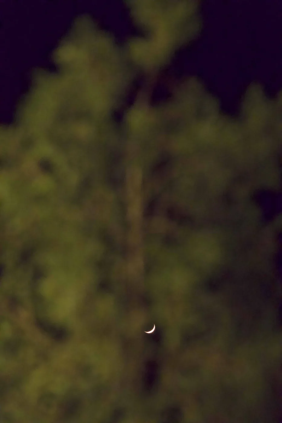 A slender crescent moon glowing through the soft, out-of-focus dark canopy of a pine at night.