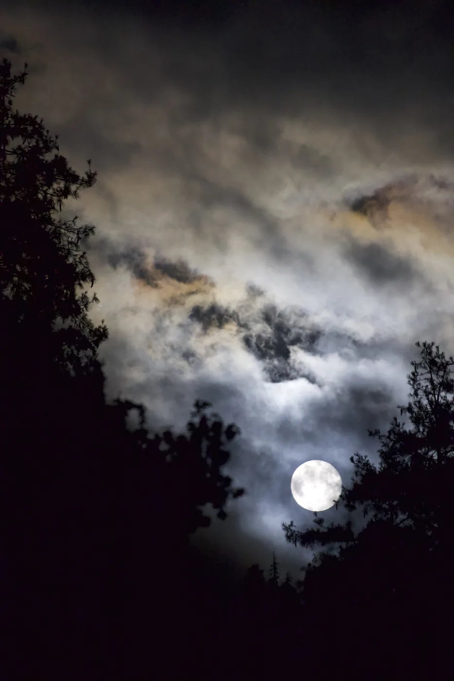 A full moon glowing behind luminous, drifting cloud, framed by the silhouettes of pine branches.