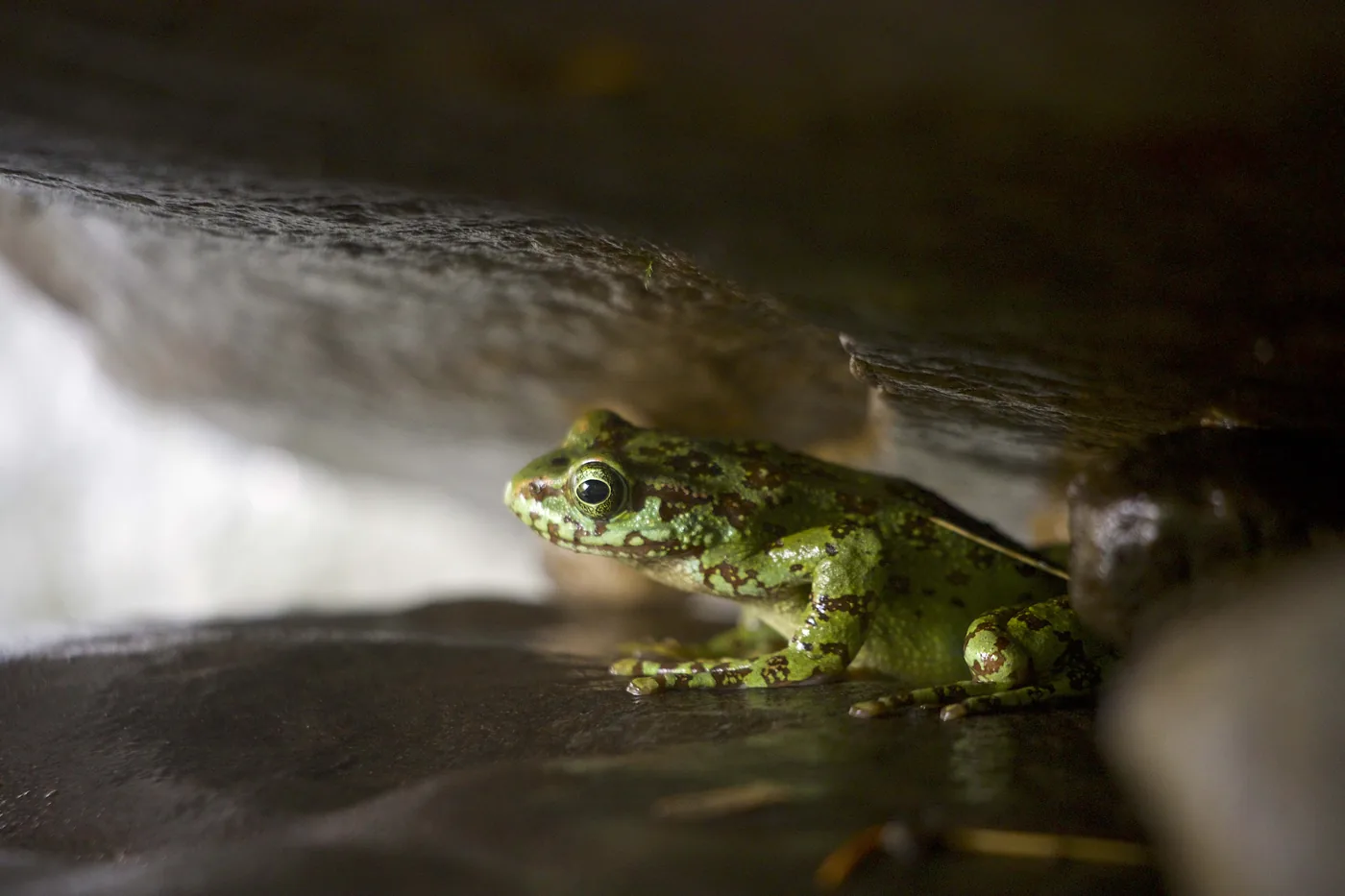 A green frog mottled with brown, tucked in the gap between two rocks, its golden eye catching the light.