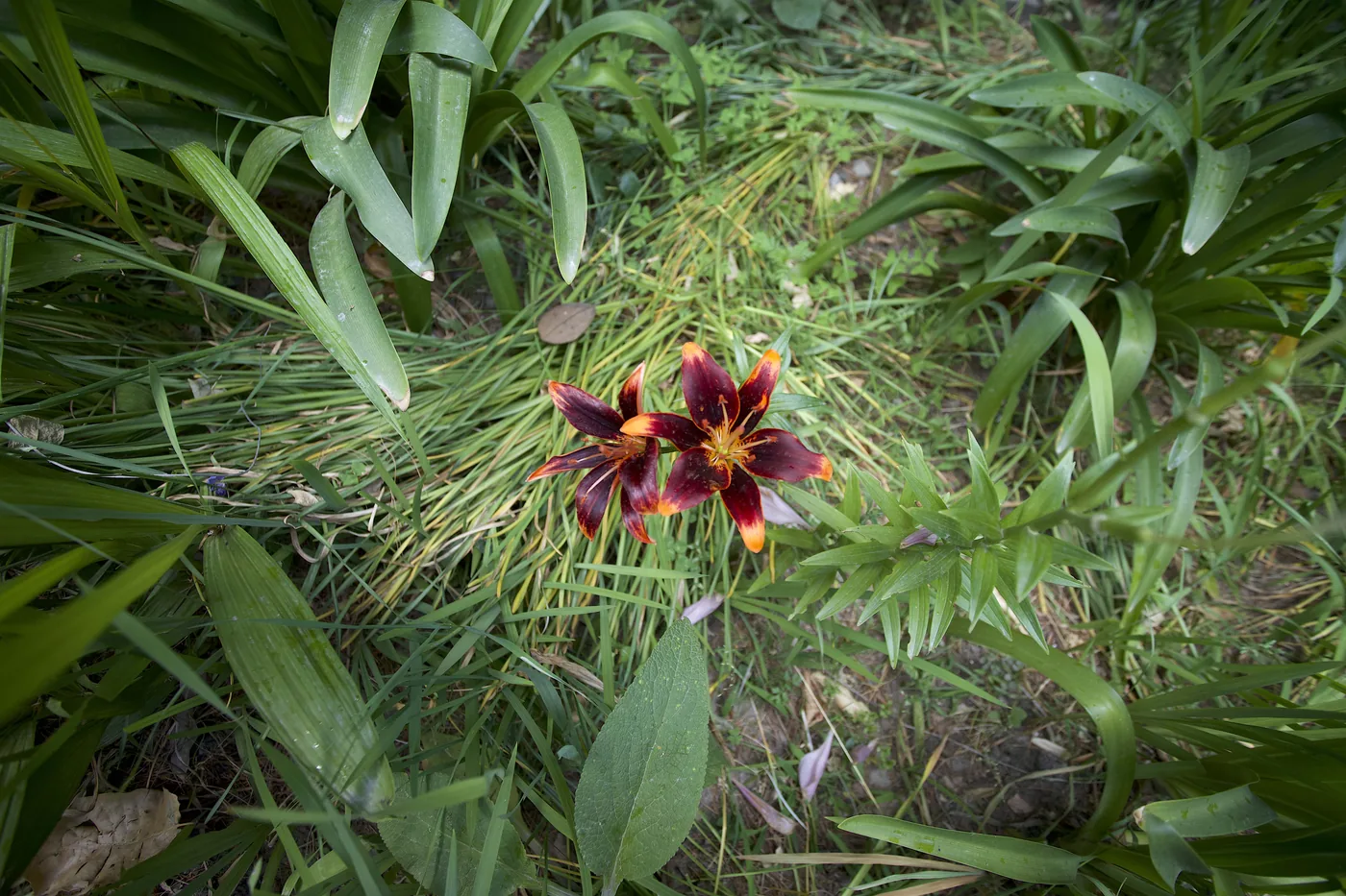 A deep-red lily edged in orange, seen from above among tangled green grass and leaves.