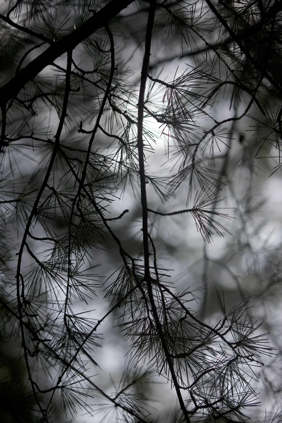 Fine pine needles silhouetted against a soft, bright overcast sky, the sun glowing faintly through.