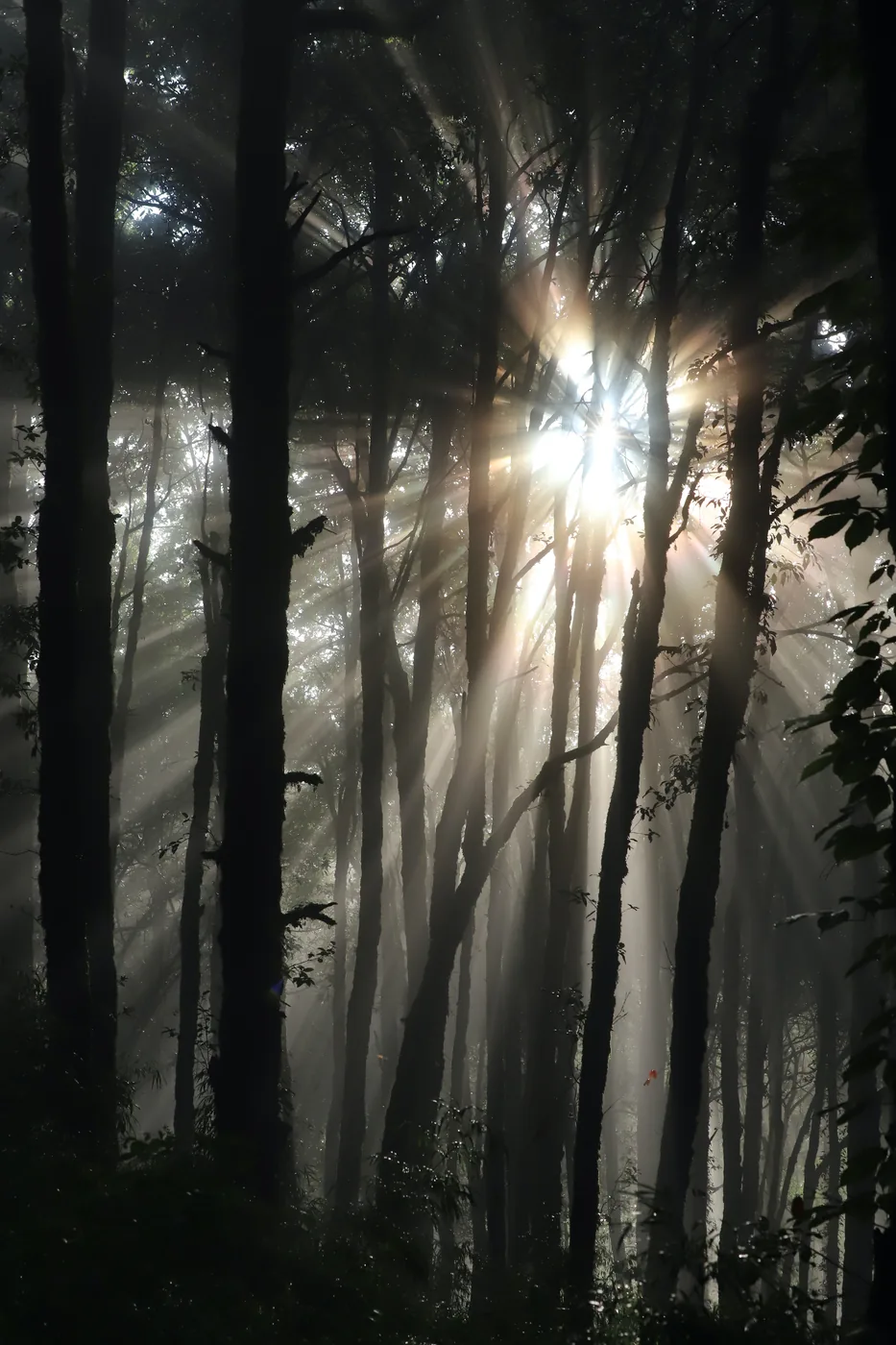 Shafts of sunlight breaking through mist between the tall trunks of a dense forest.