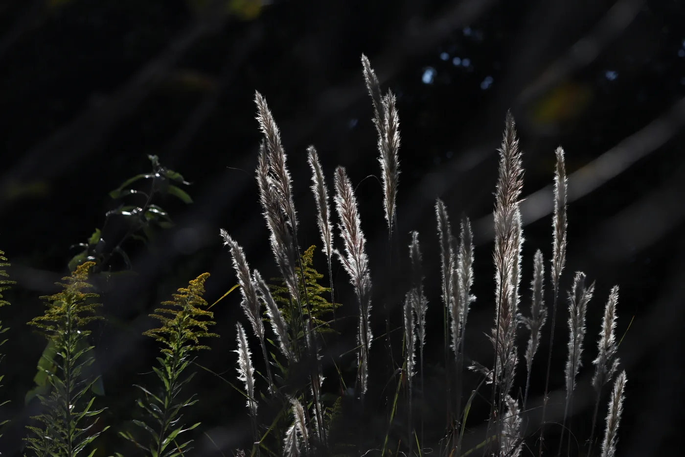 Feathery seed-heads of tall grass glowing where the light catches them against deep shadow.