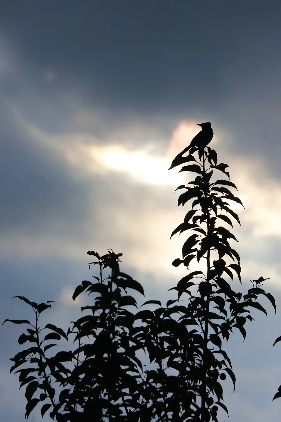 A crested bird perched atop a tall leafy stem, silhouetted against a luminous, cloud-streaked sky.