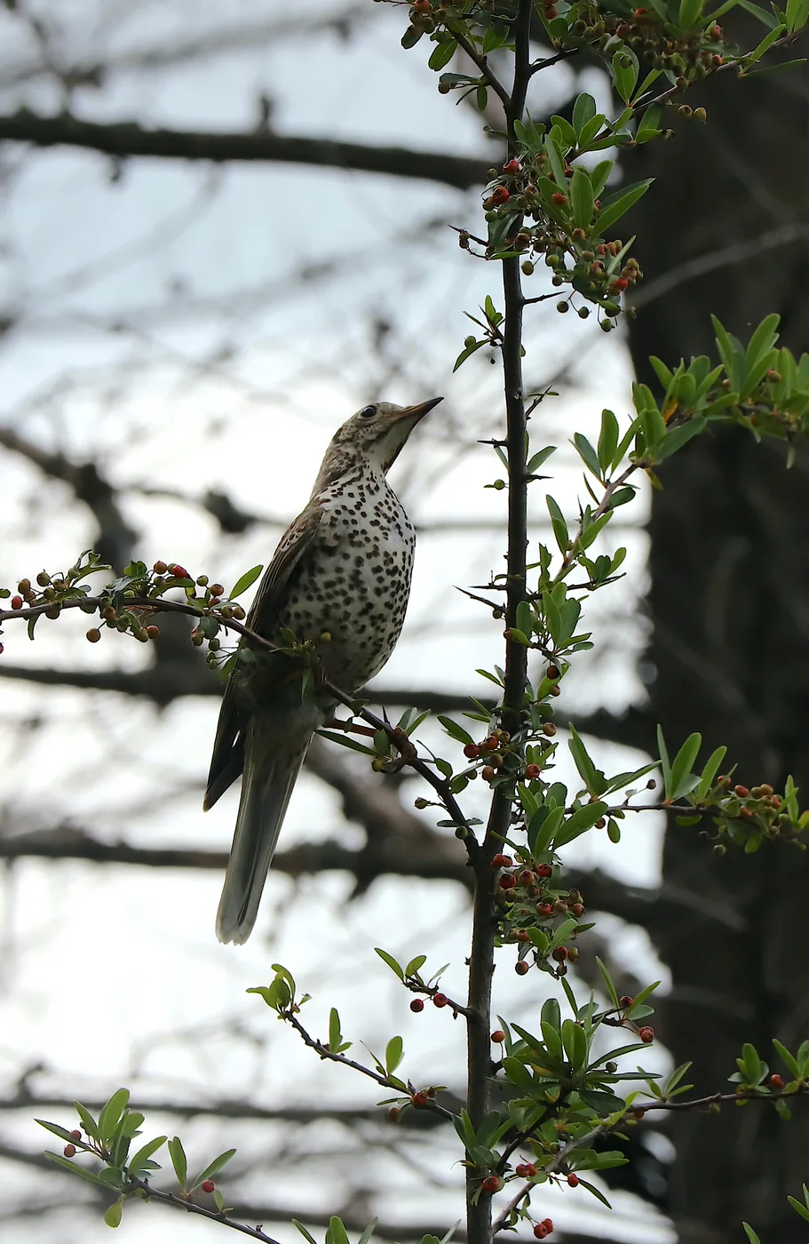 A spotted thrush perched on a slender branch hung with small berries and green leaves.