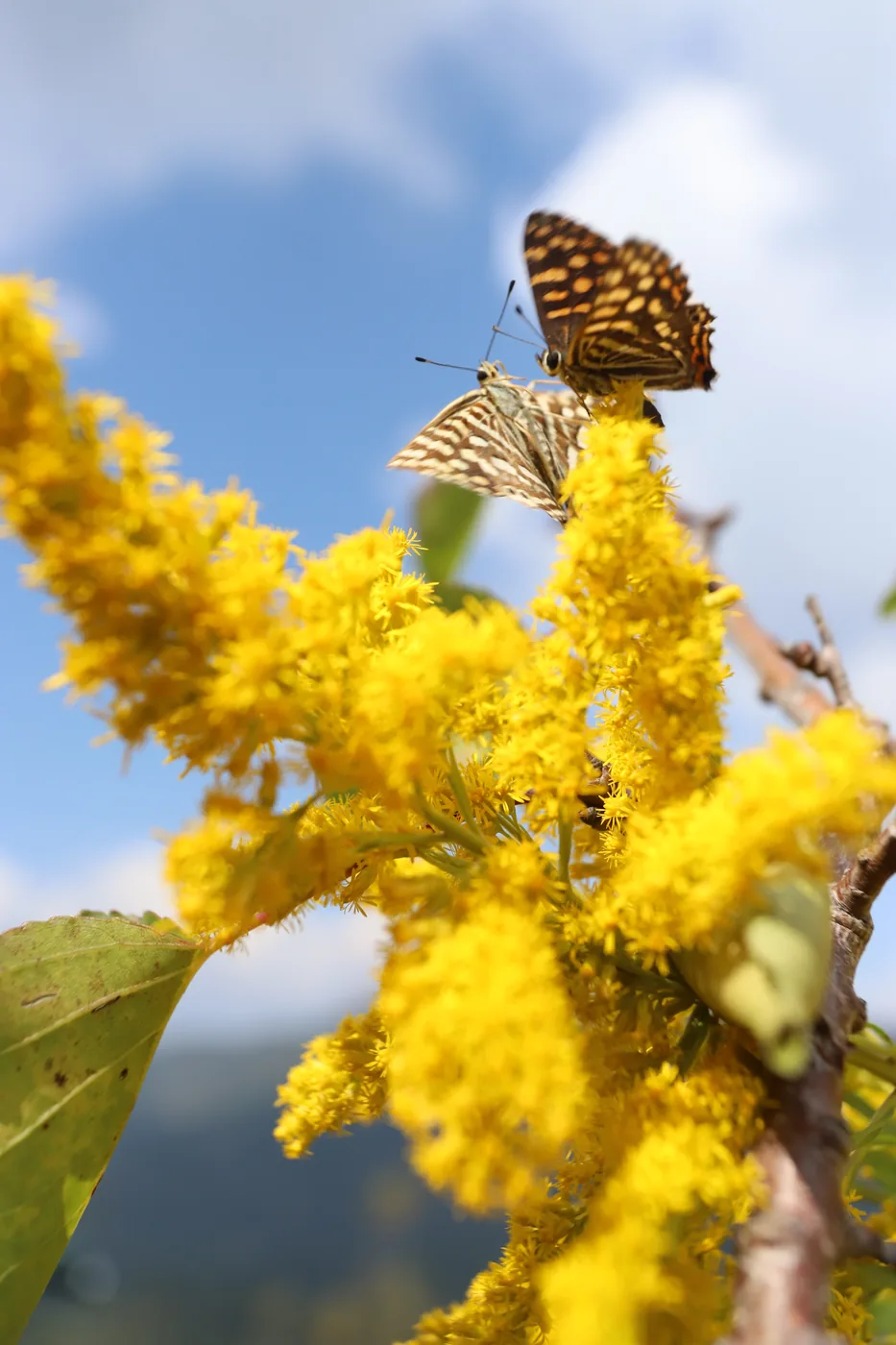 Two butterflies feeding on a spike of bright yellow goldenrod against a blue sky.