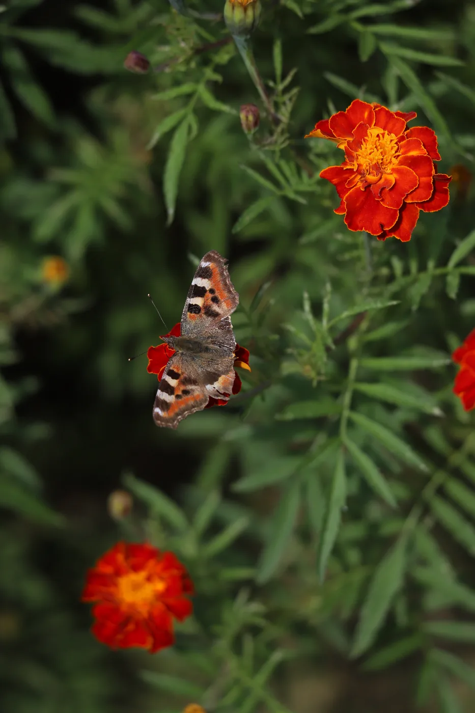 A butterfly resting among vivid orange marigolds and deep green foliage.