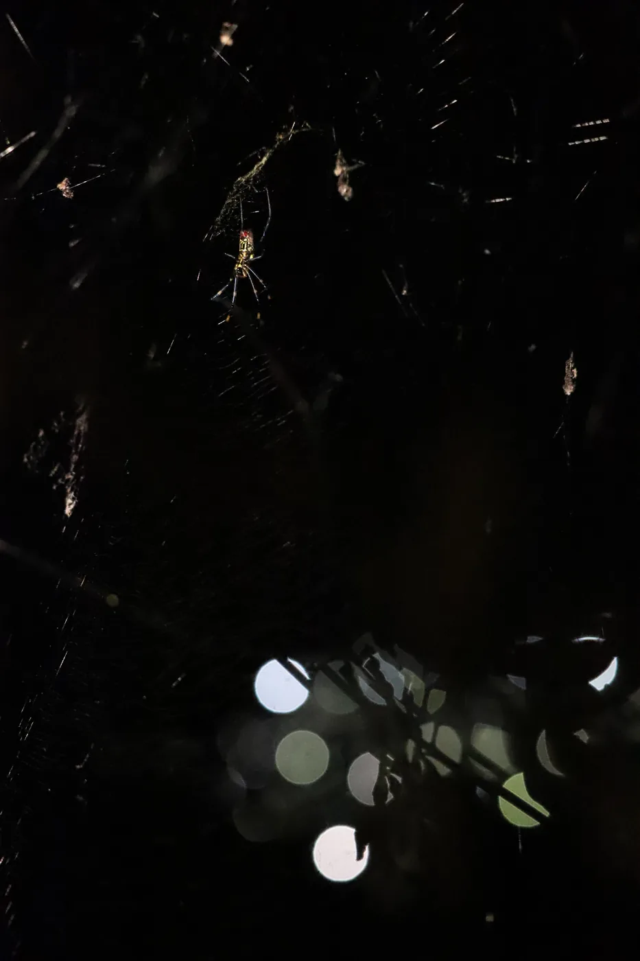 A small orb-weaver spider strung in its web at night, points of light glowing below.