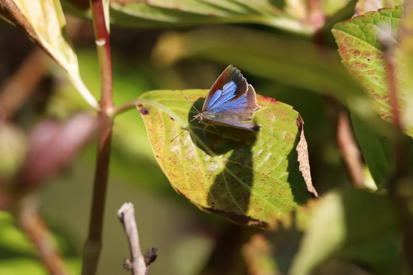 A small butterfly with iridescent blue wings basking on a sunlit autumn leaf.