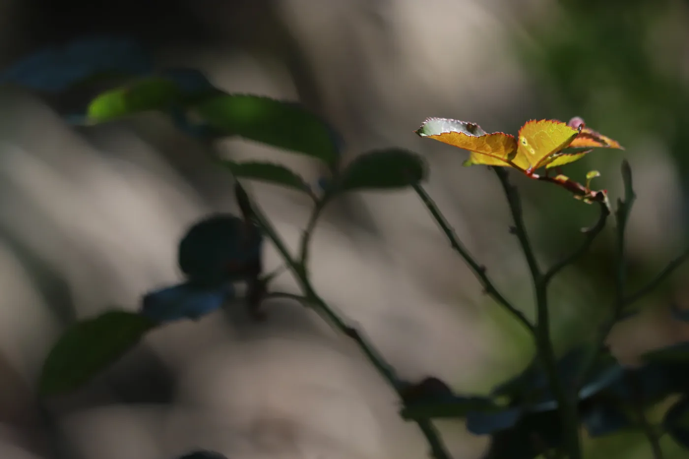 A sprig of new rose leaves catching the light against a soft, blurred background.