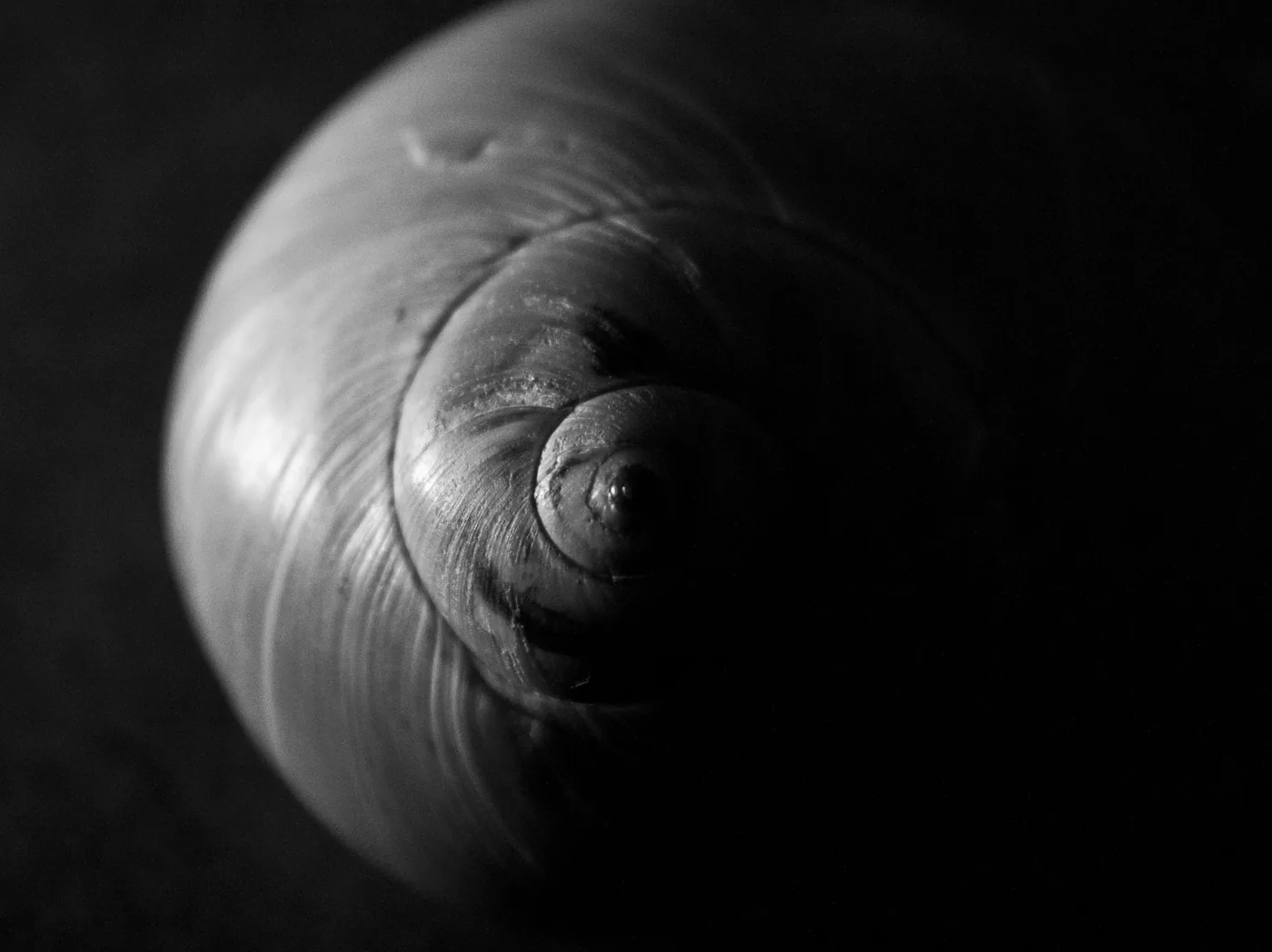 In black and white, the spiral of a snail shell winding into shadow.