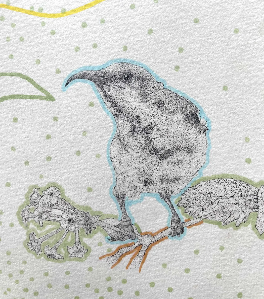 A fledgling purple sunbird perched on a branch between flowers, in stippled ink with soft coloured accents