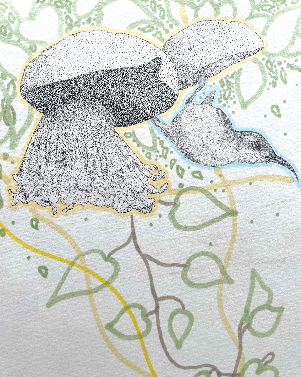 A purple sunbird feeding upside-down beneath a large bloom among leafy vines