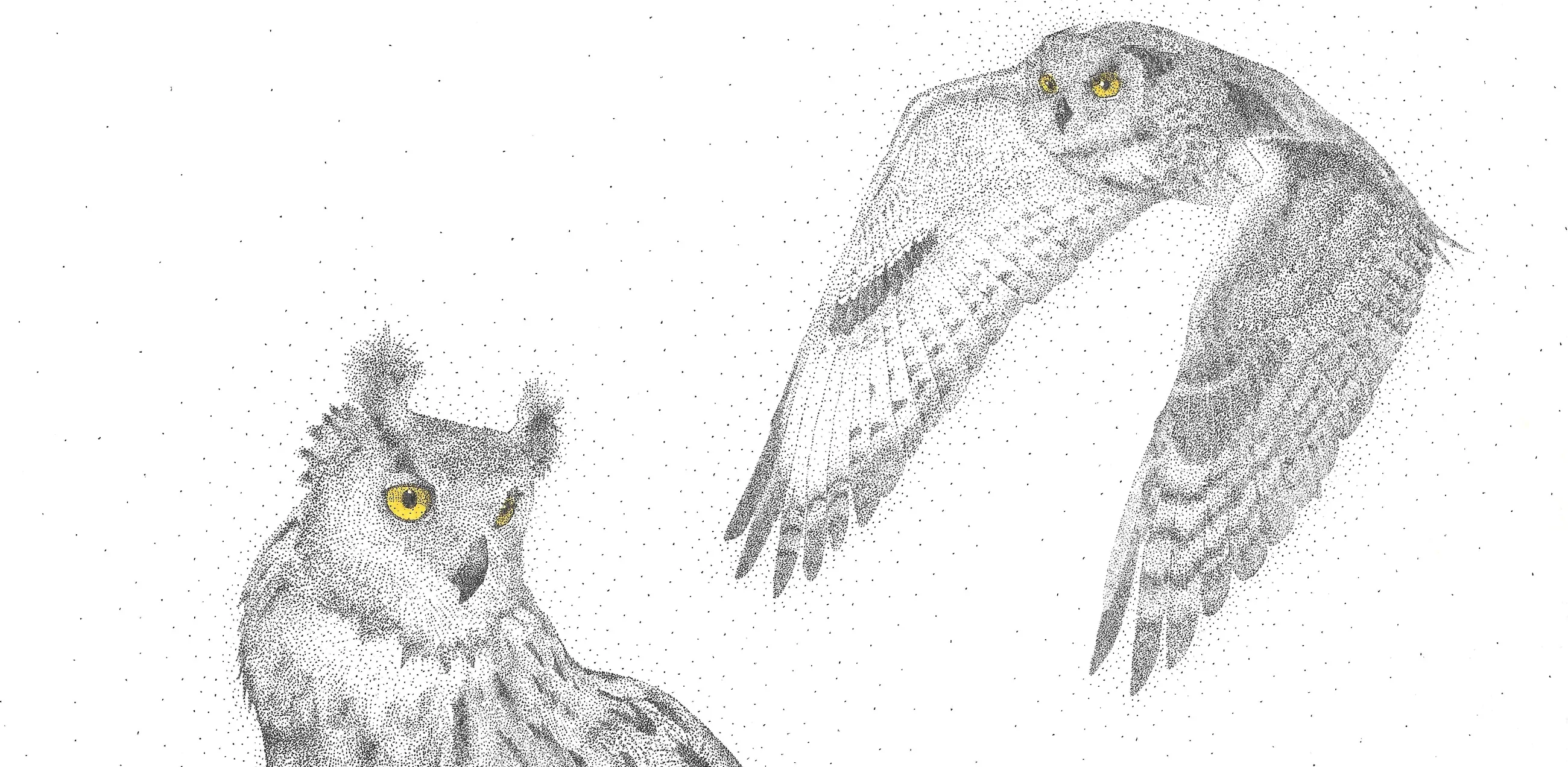 Two owls drawn in stippled ink&nbsp;&mdash; one perched with ear tufts, one in flight, each with bright yellow eyes.