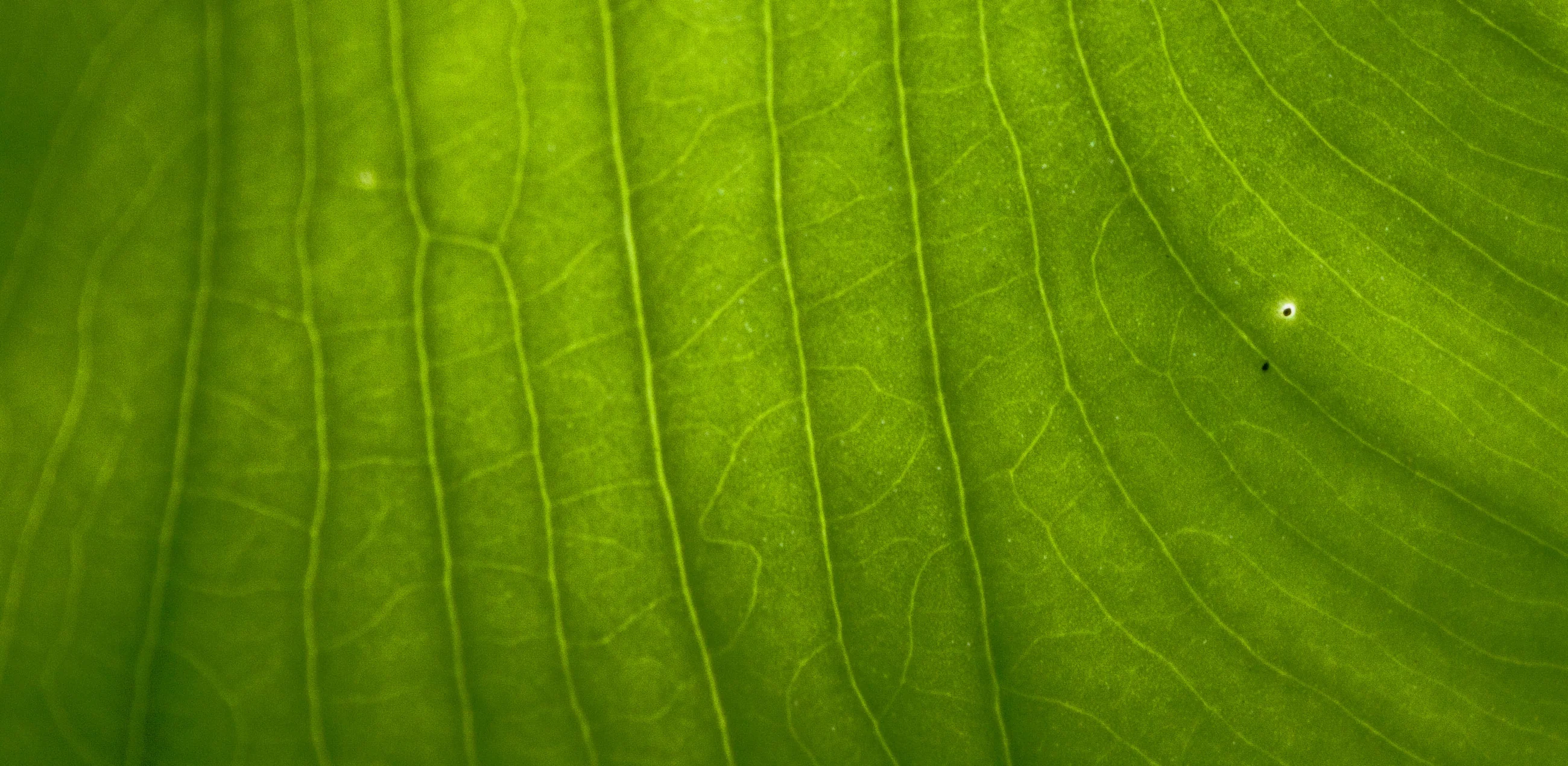 Macro photograph of a green leaf, its pale veins fanning across the frame.