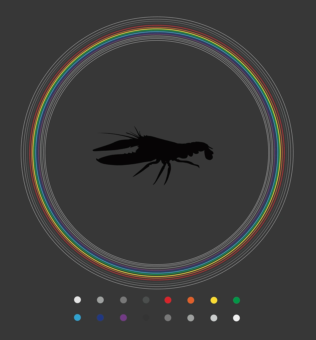 Diagram on a dark grey ground: a mantis shrimp silhouette ringed by many bands, with sixteen dots below in a wide range of hues.